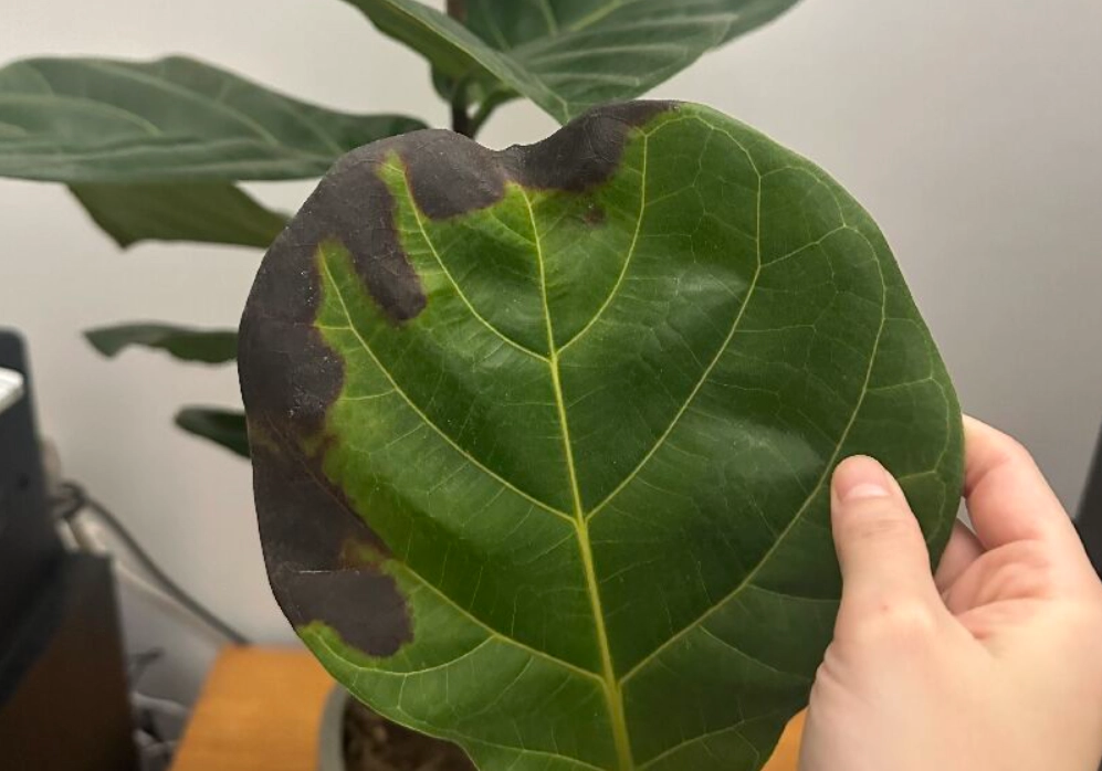 葉子變黑 葉子變黑