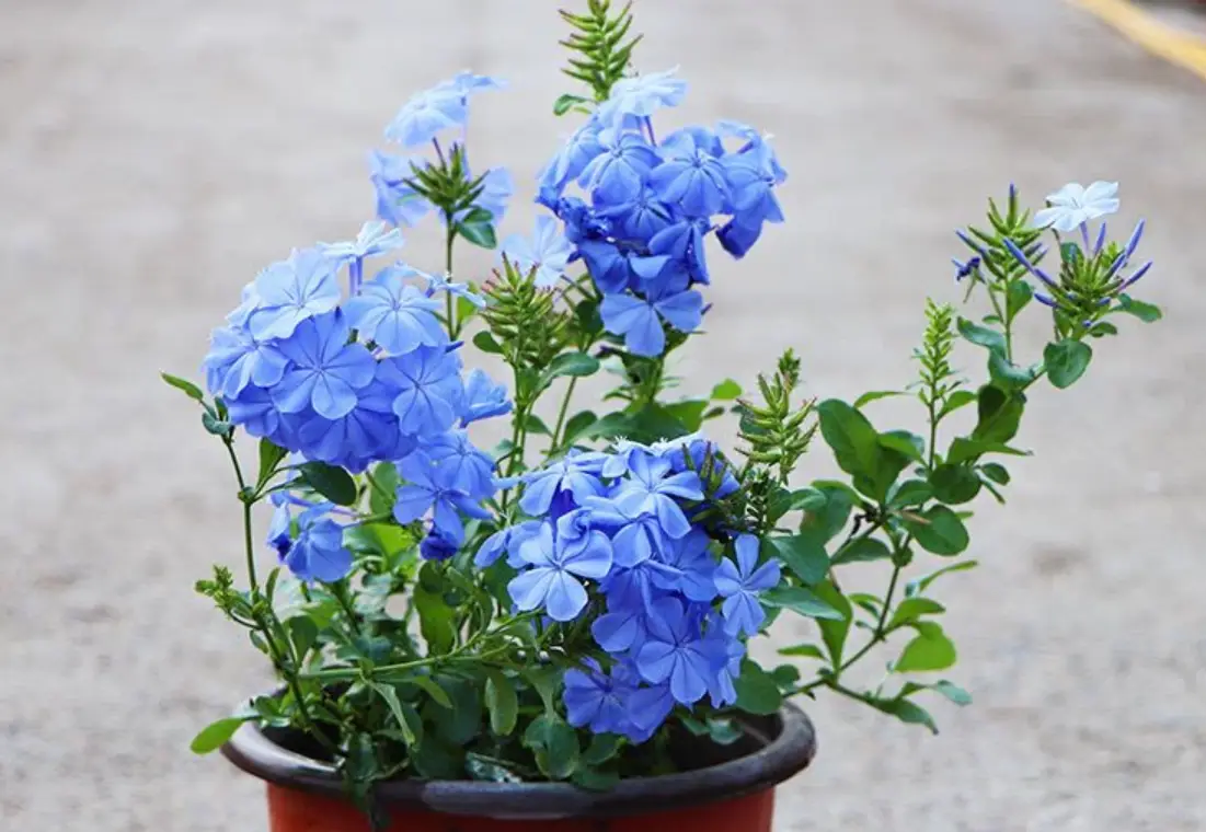 耐曬植物推薦 耐曬植物推薦