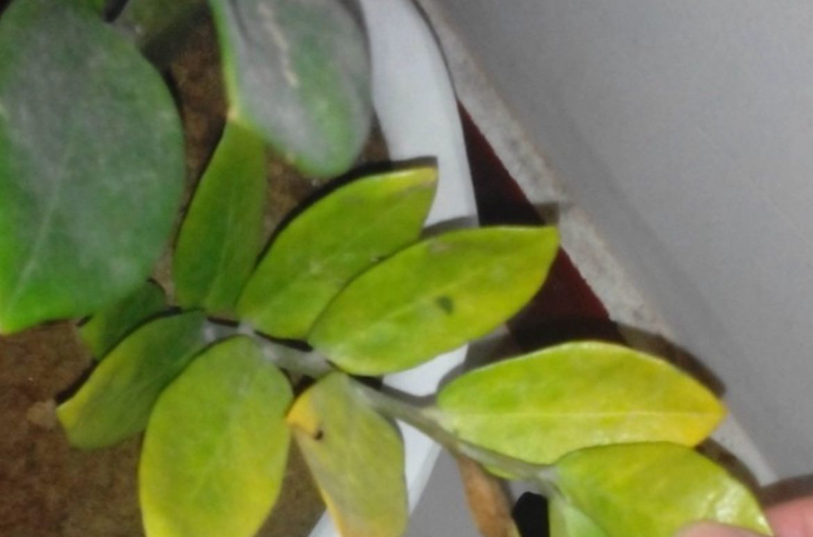 金錢樹葉子變黃別慌張！專家教你診斷與急救全攻略