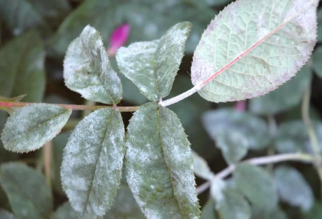 病蟲害圖鑑 使用