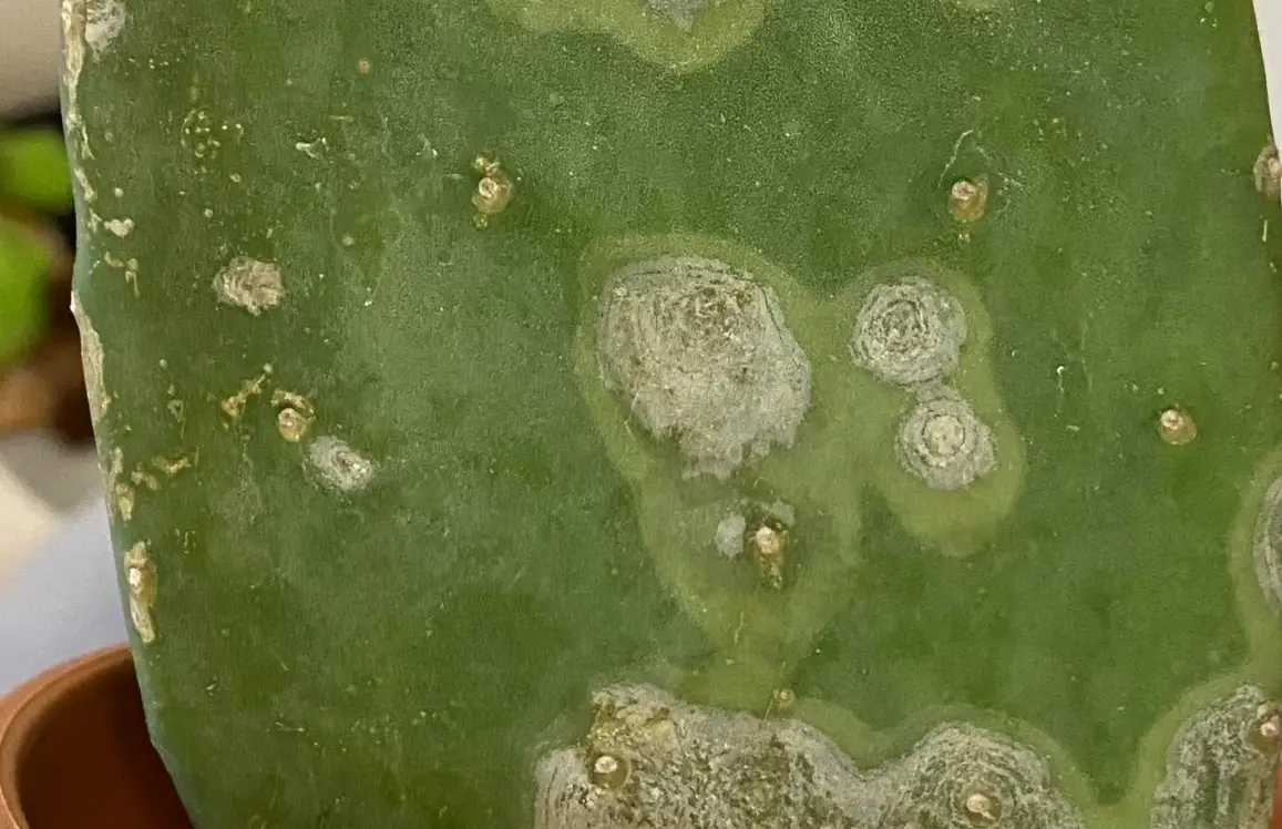 仙人掌 照顧 仙人掌 照顧