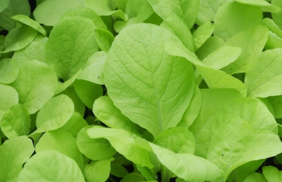 居家種植 居家種植