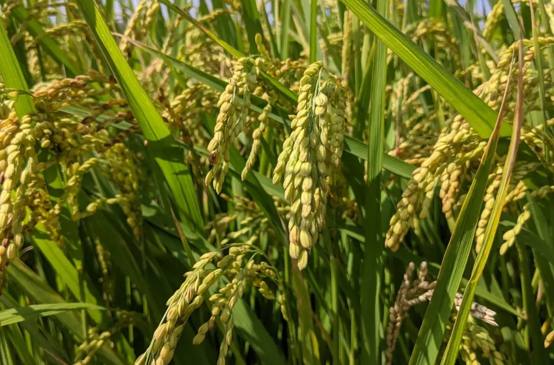 糙米 白米 營養