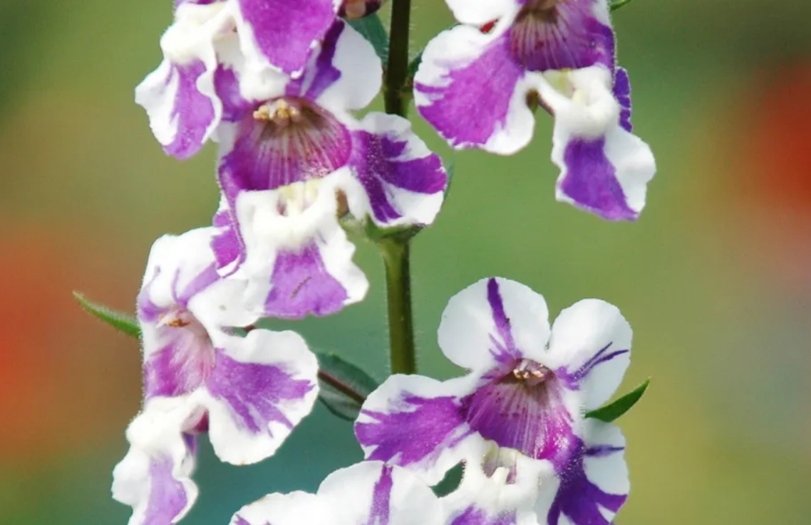 天使花可以吃嗎？完整解析毒性、食用風險與園藝用途