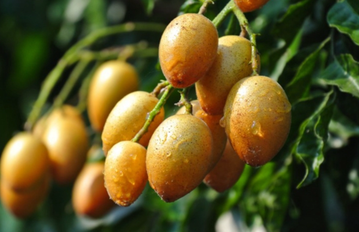 黃皮功效與禁忌