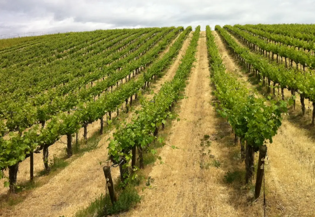 葡萄種植土壤全攻略：酸鹼、排水與有機質管理關鍵
