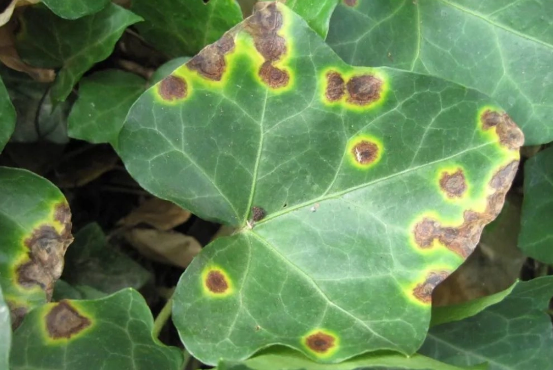 居家植栽必看！10種常見植物病害診斷與防治全攻略