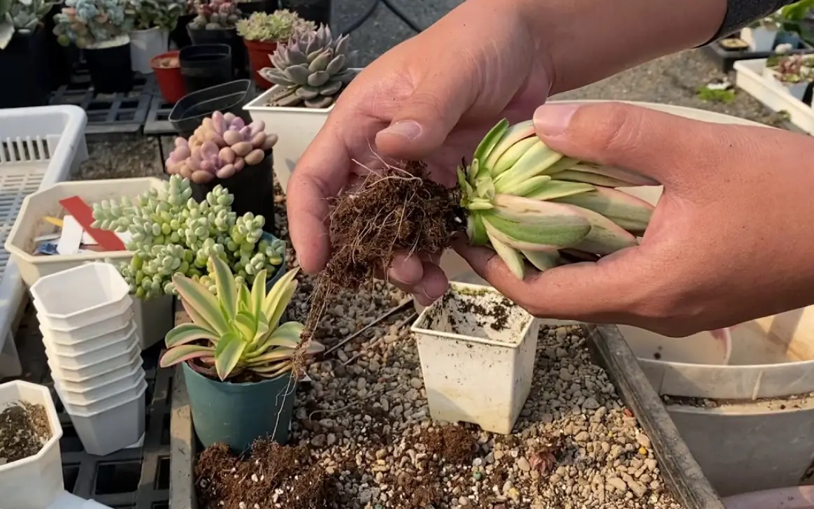 多肉植物分盆
