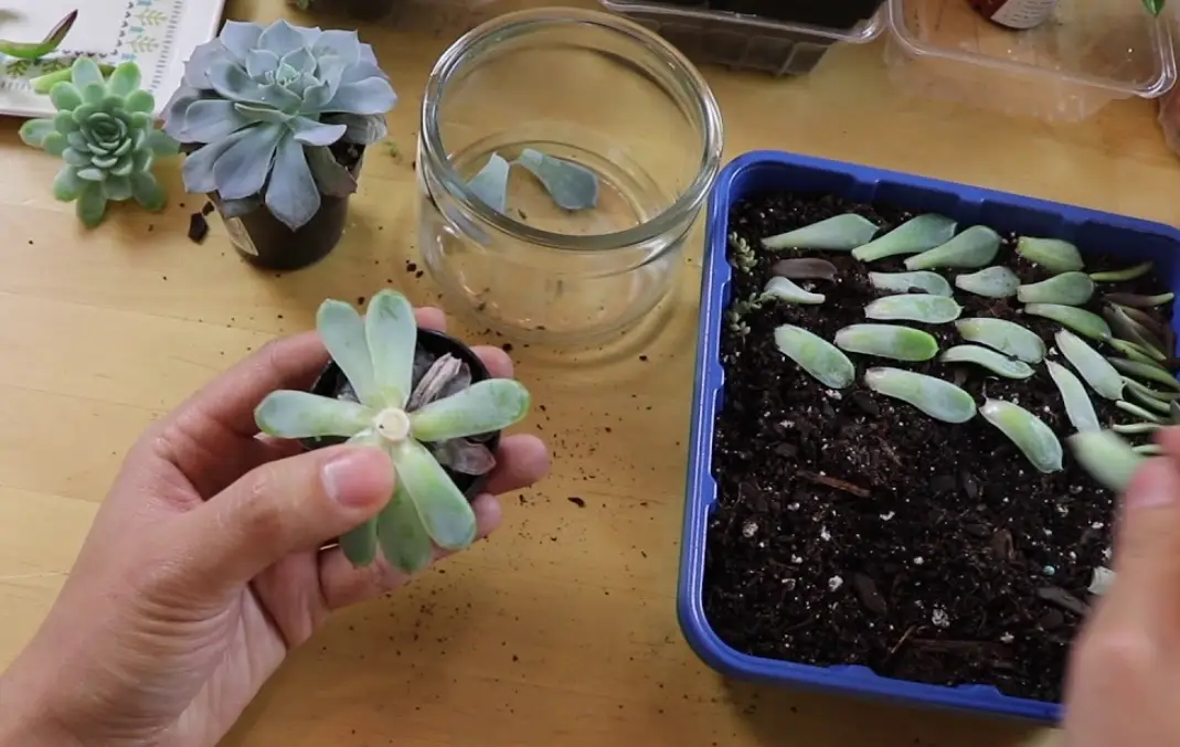 分株繁殖多肉植物完整指南：步驟、時機與常見錯誤