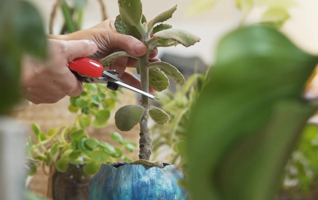 強剪植物修剪方法