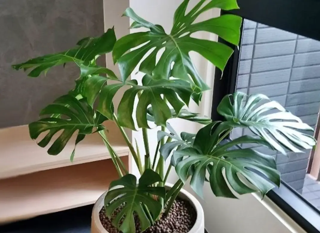 龜背芋澆水頻率全解析：掌握關鍵時機讓植物健康生長