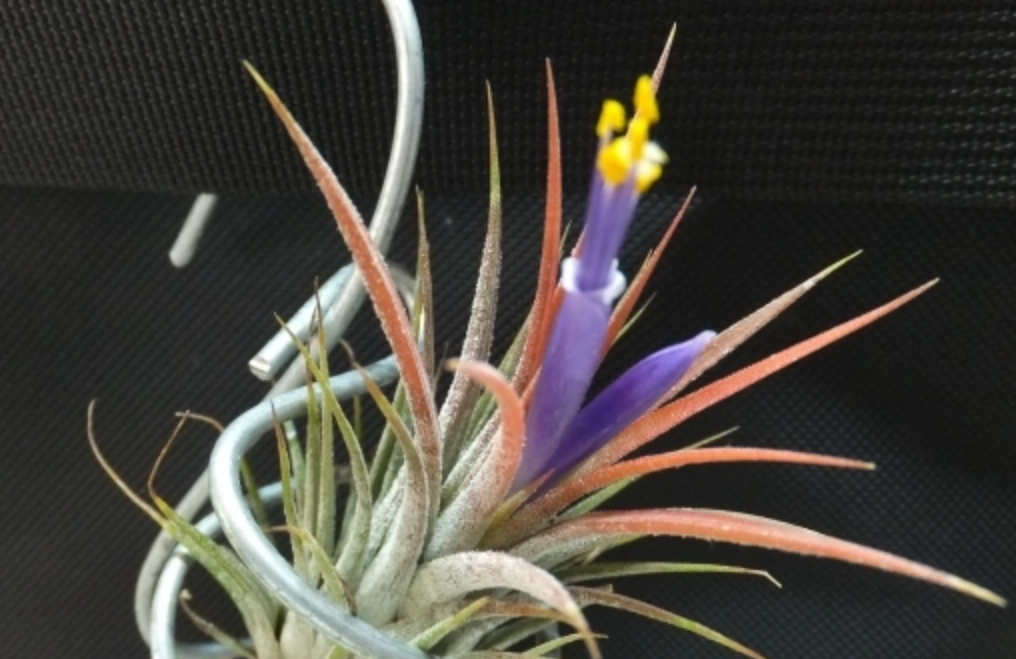 空氣鳳梨側芽繁殖