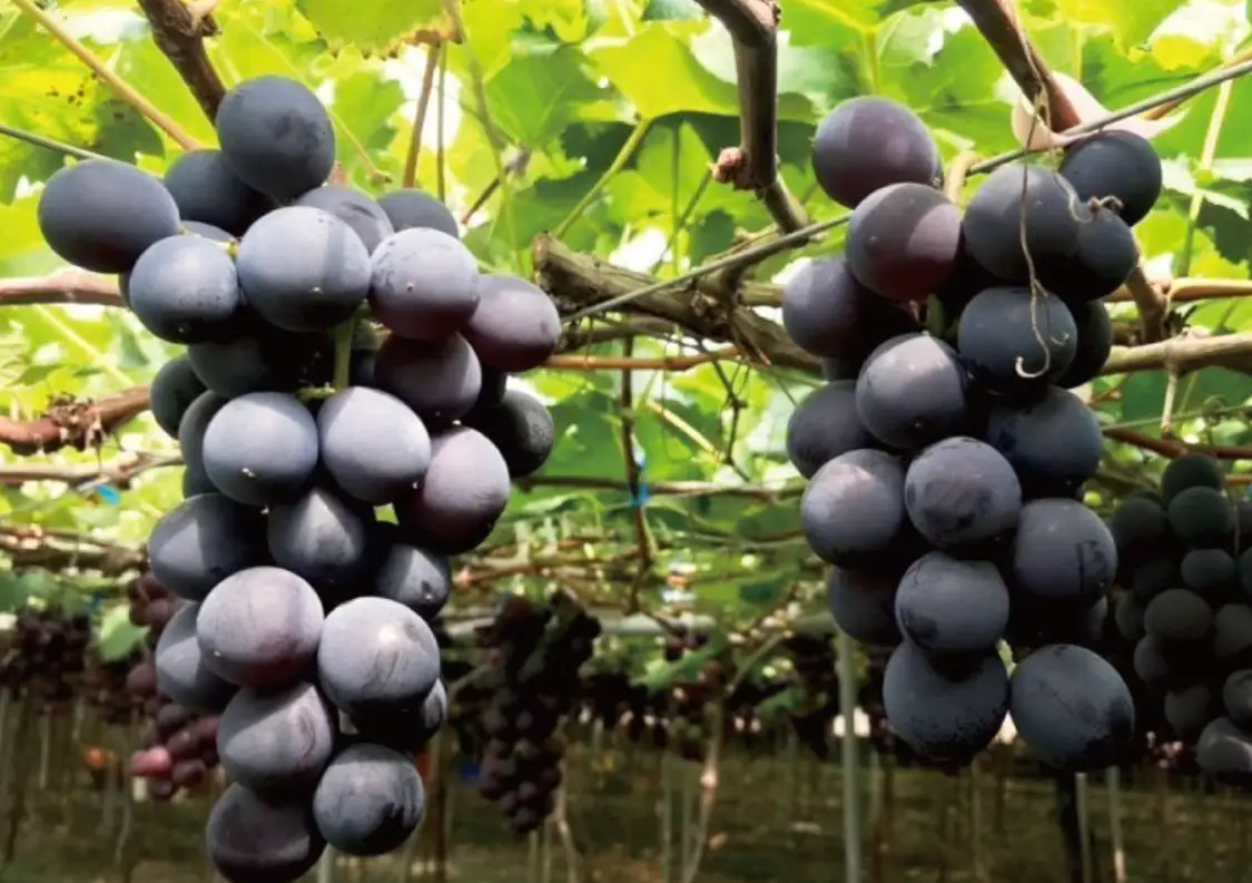 巨峰葡萄 種植