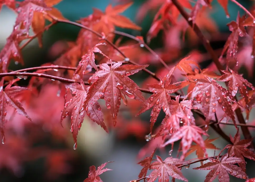 楓葉修剪全攻略：掌握時機、技巧與常見錯誤解析