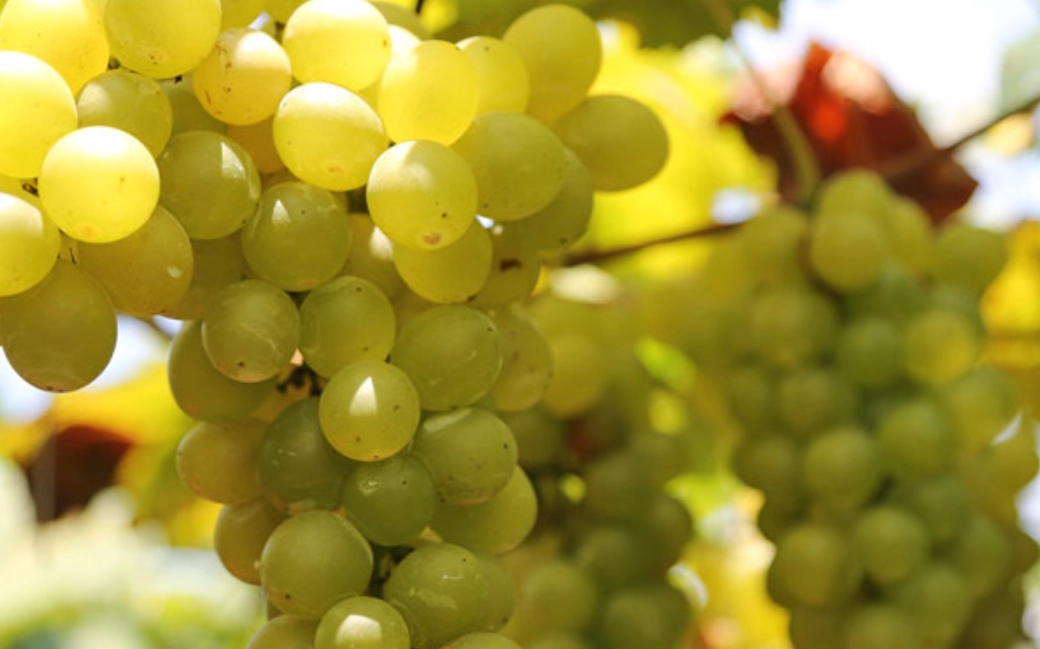 巨峰葡萄 巨峰葡萄