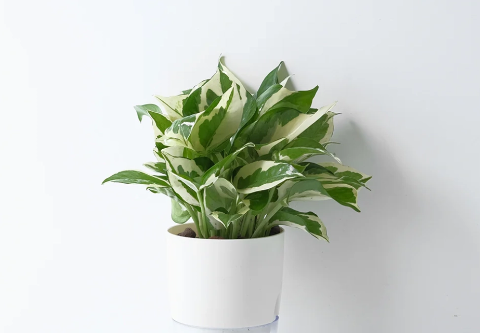 白金葛養護全攻略：從新手到高手的7個關鍵步驟