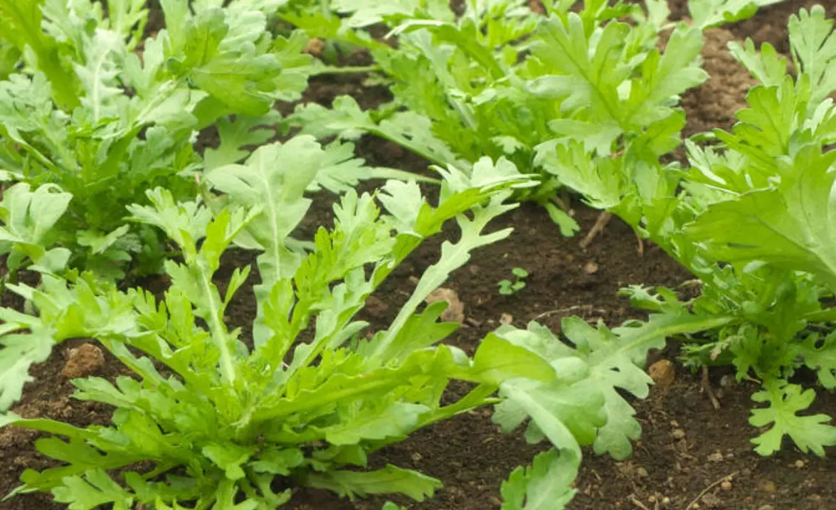 新手種菜 新手種菜