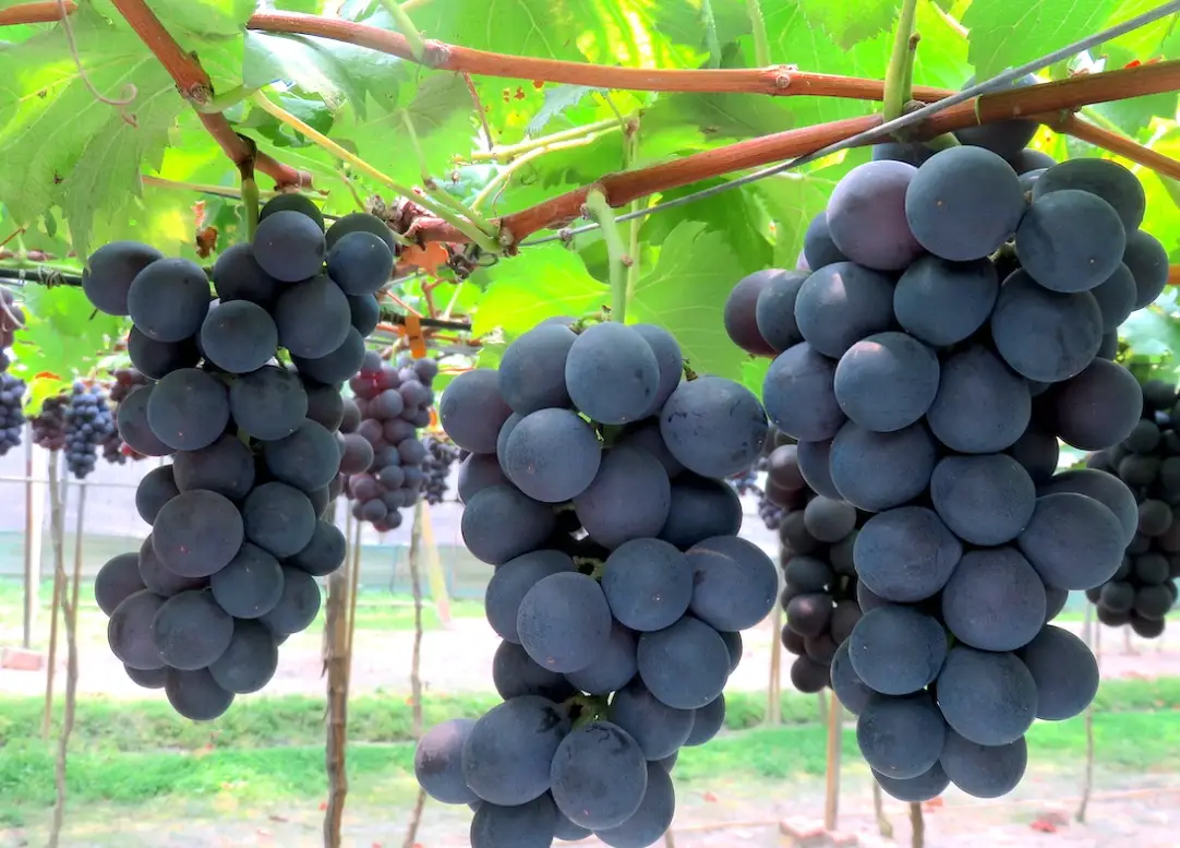 葡萄 栽培 技術