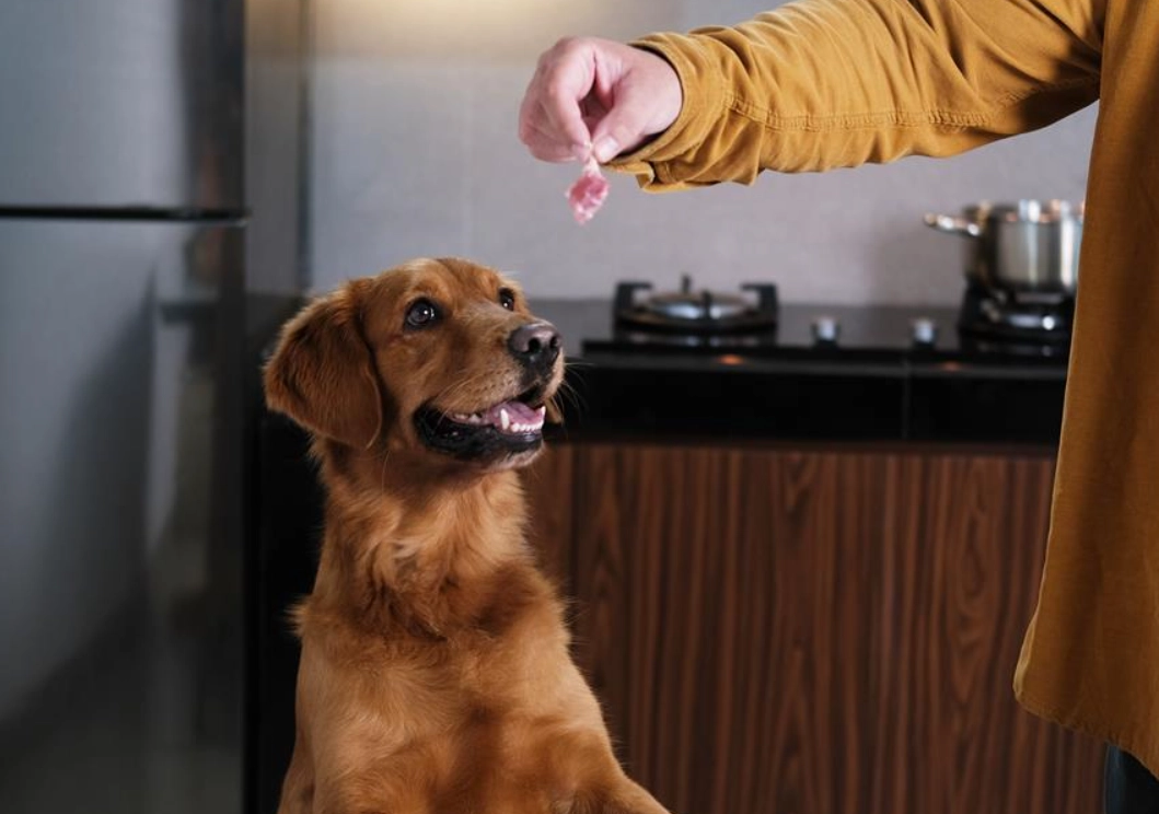 狗狗不能吃的食物 狗狗不能吃的食物