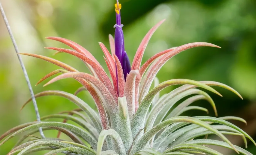 小精靈空氣鳳梨開花後全指南：照顧、繁殖與死亡之舞解密