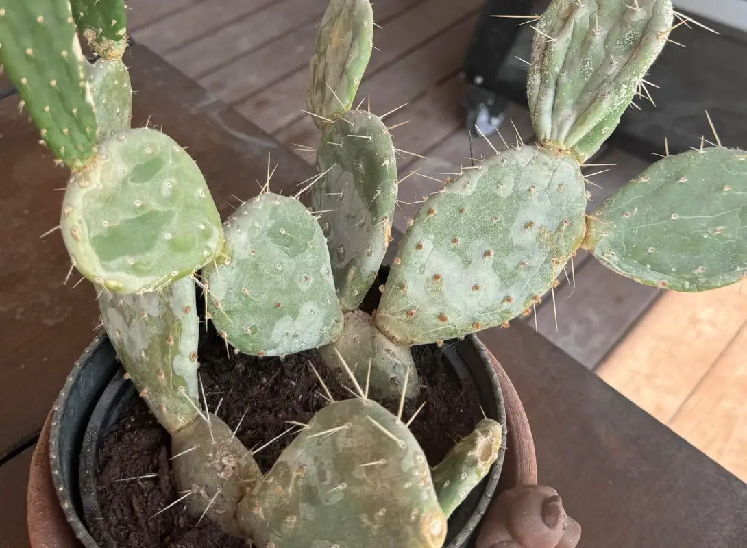 仙人掌發白怎麼辦？完整診斷與急救指南，拯救你的多肉植物