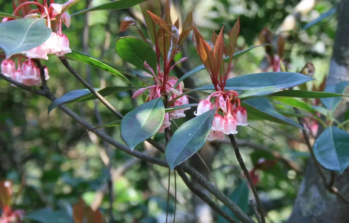 吊鐘花種子如何種