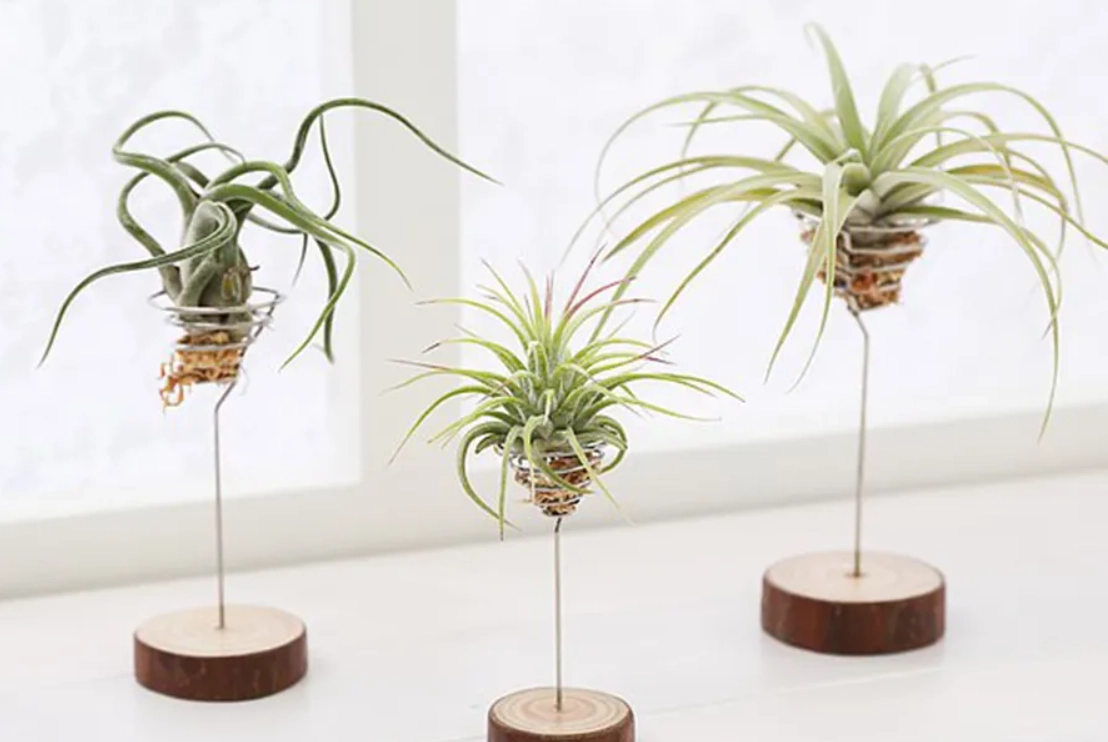 空氣鳳梨有毒嗎？完整解析對人寵的影響與安全養護指南