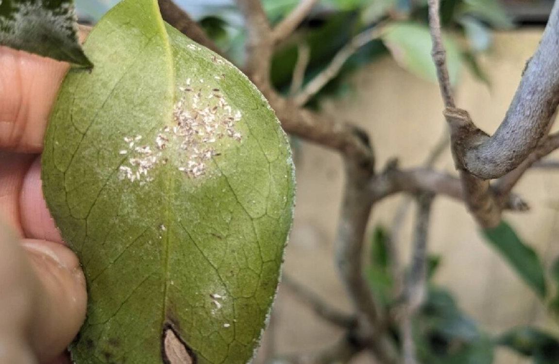 植物病蟲害診斷