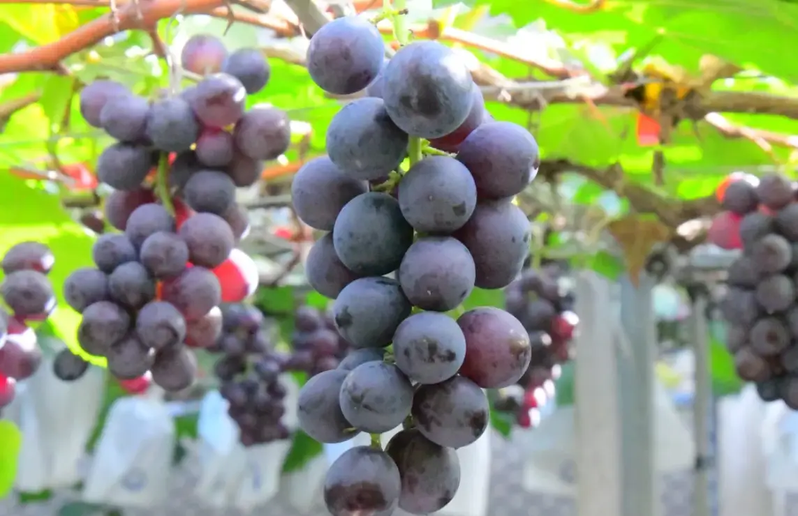 台灣巨峰葡萄 台灣巨峰葡萄