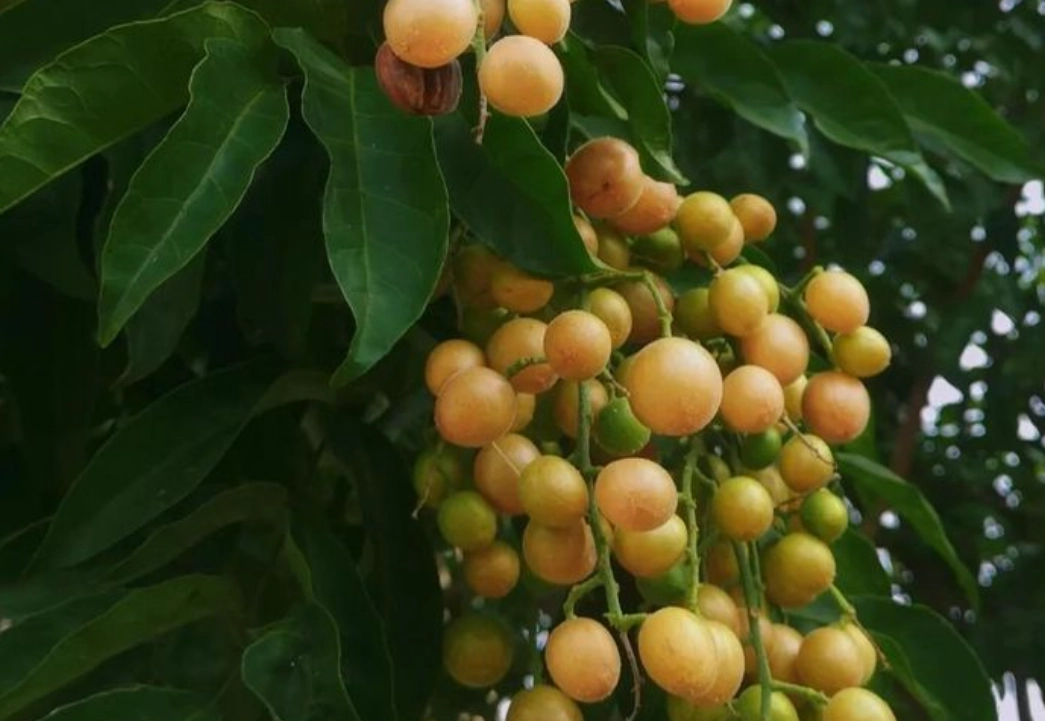 黃皮功效與禁忌