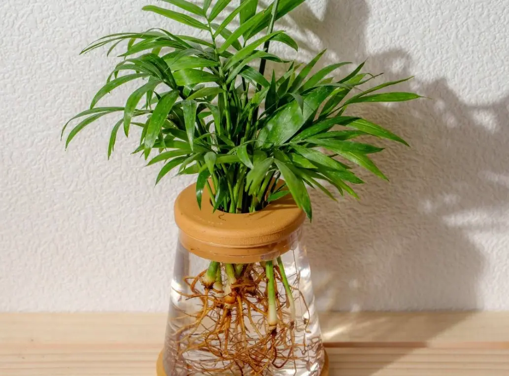 袖珍椰子水耕指南：室內淨化空氣、好養不失敗的懶人植物法