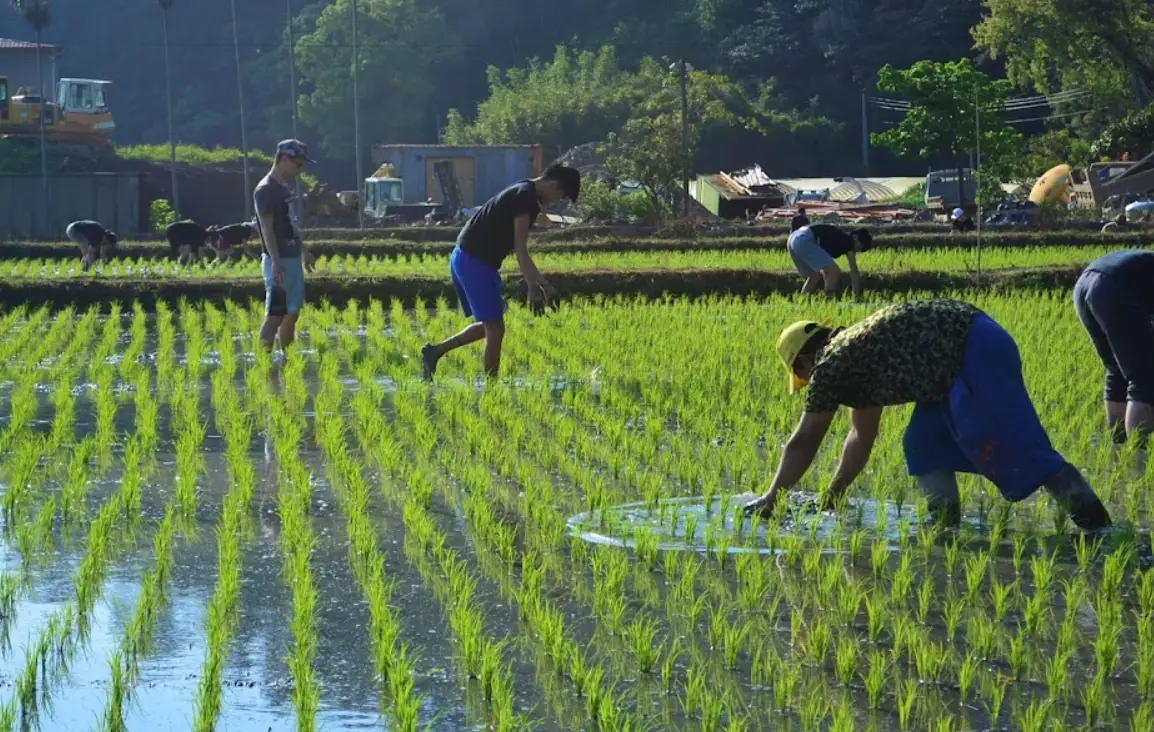 稻米種植順序詳解：從選種到收成的完整步驟指南