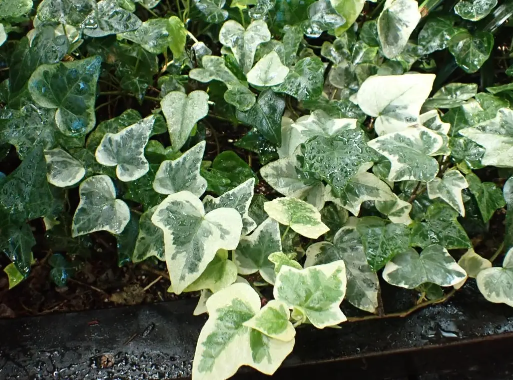 植物爆盆技巧 植物爆盆技巧