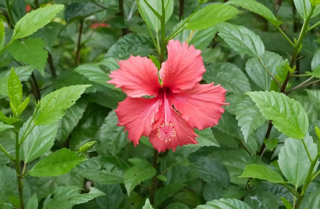 低維護庭院植物