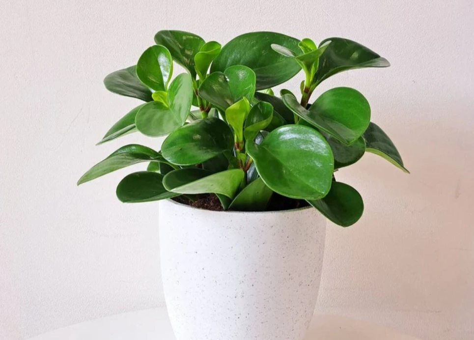 圓葉椒草風水擺放