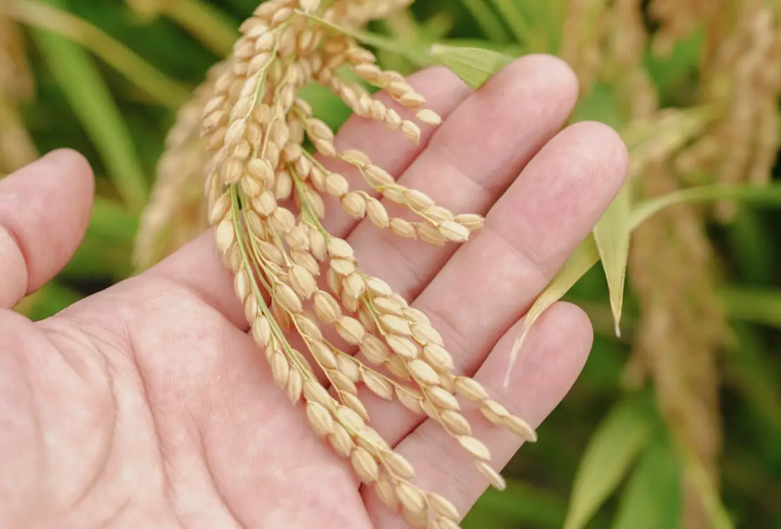 稻米是種子還是果實？從植物學到餐桌的完整解析