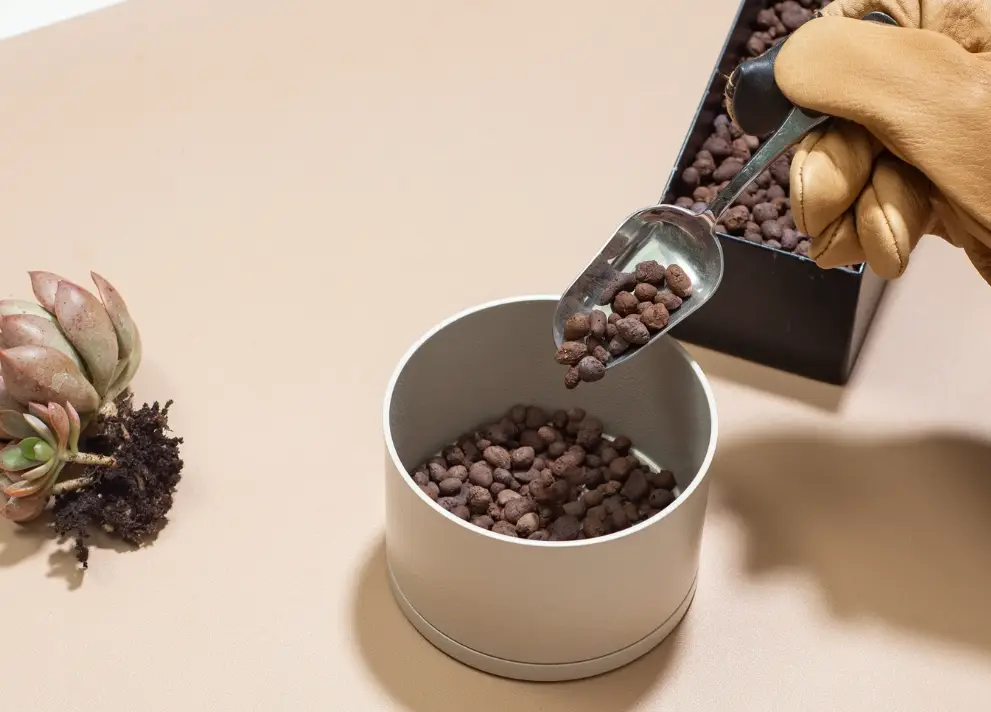 多肉分盆完整指南：時機、步驟、錯誤與成功養護技巧