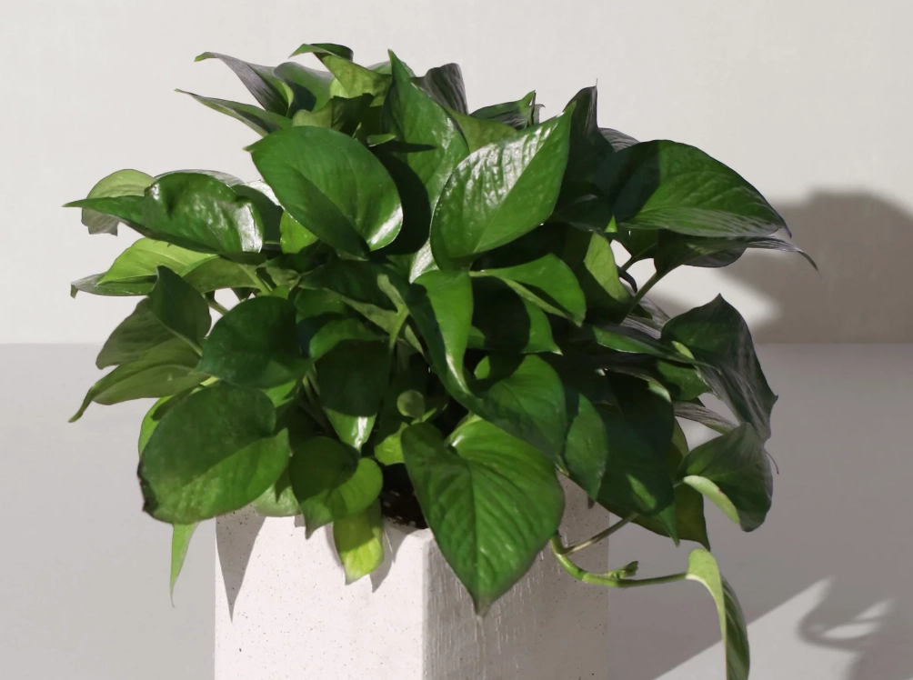 盆栽爆盆方法 盆栽爆盆方法