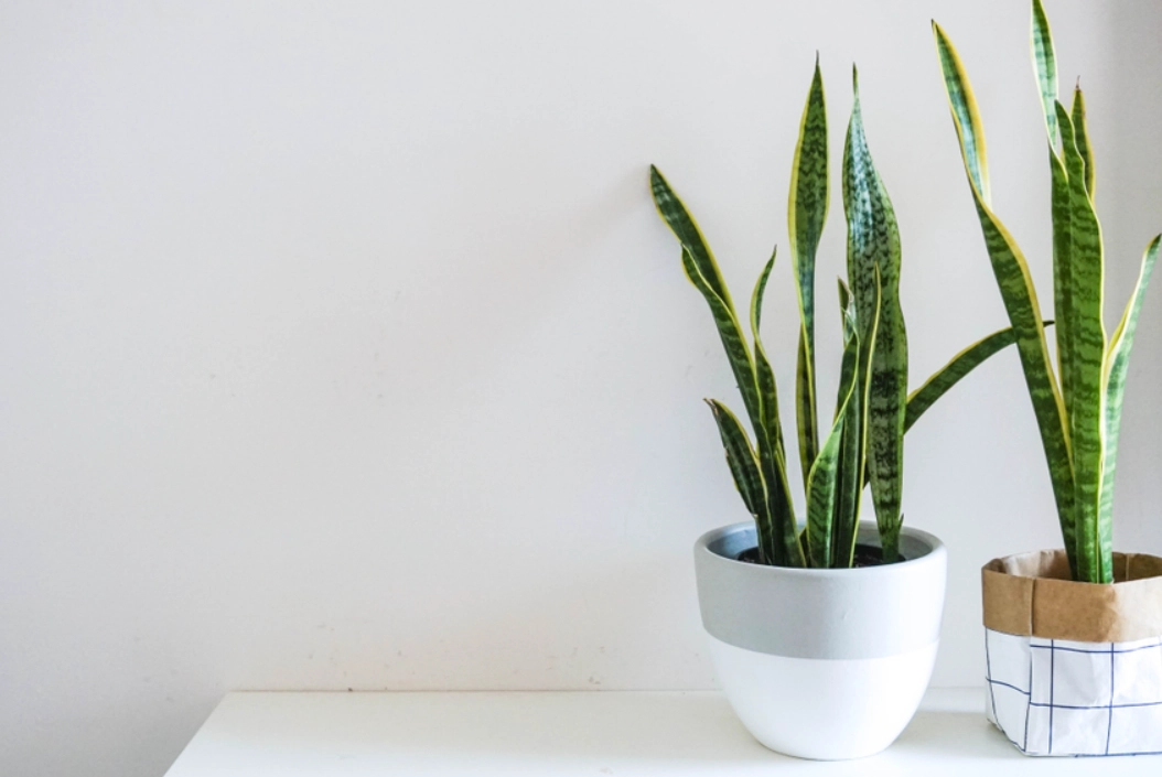 好養的室內植物