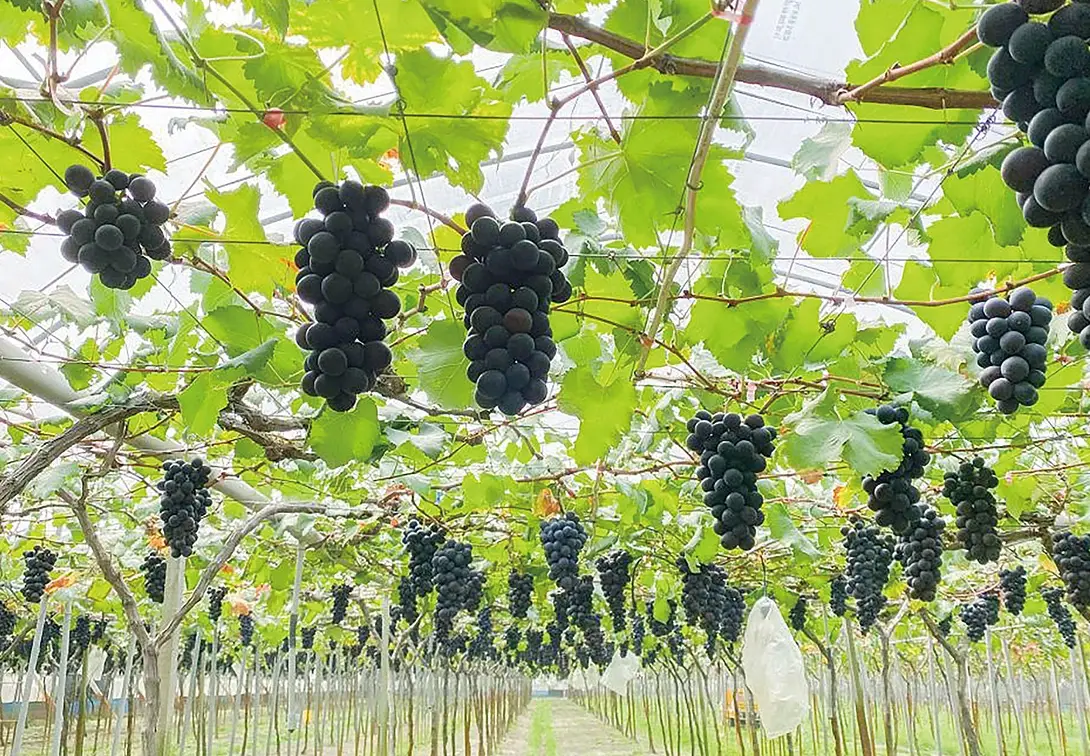 葡萄種植條件全解析：從零開始的台灣在地栽培指南