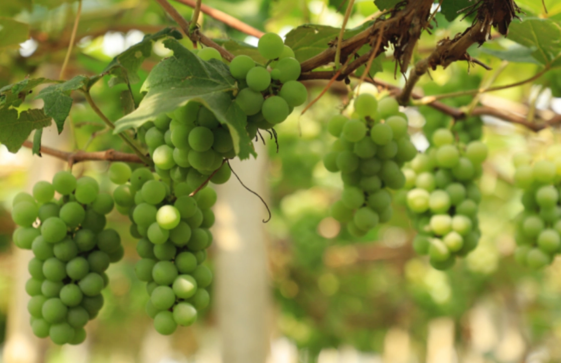 葡萄修剪技術 葡萄修剪技術