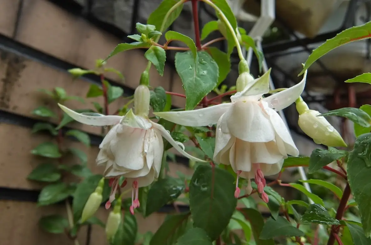 吊鐘花種植全攻略：從選苗到爆花，新手也能輕鬆養護