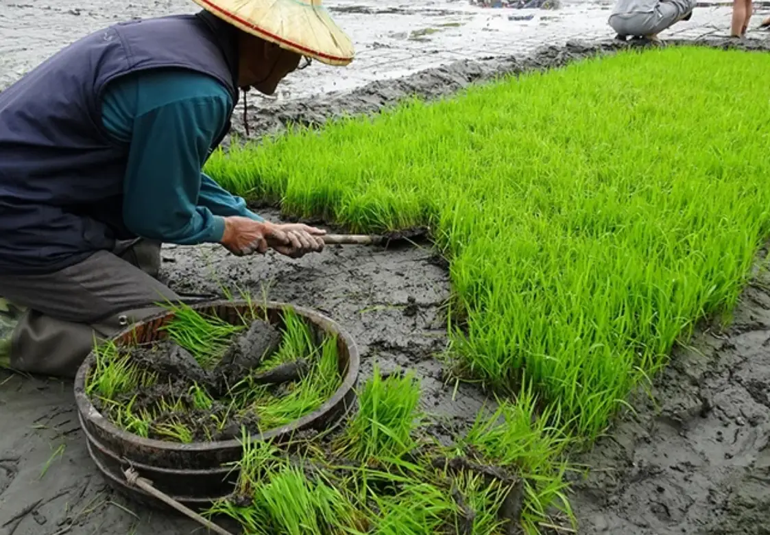 稻米種植步驟