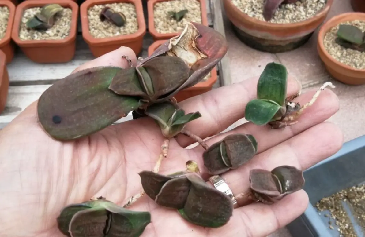 多肉植物繁殖方法