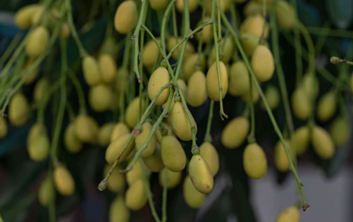 黃皮功效與禁忌