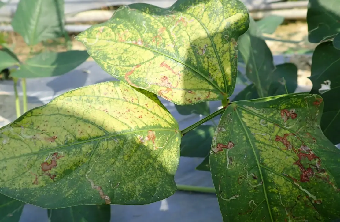 病蟲害圖鑑 使用