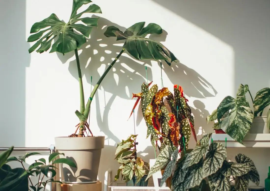 室內植物推薦：10種最適合養在家中的綠植與照顧秘訣