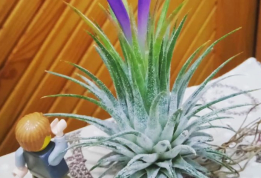 小精靈空氣鳳梨開花後照顧