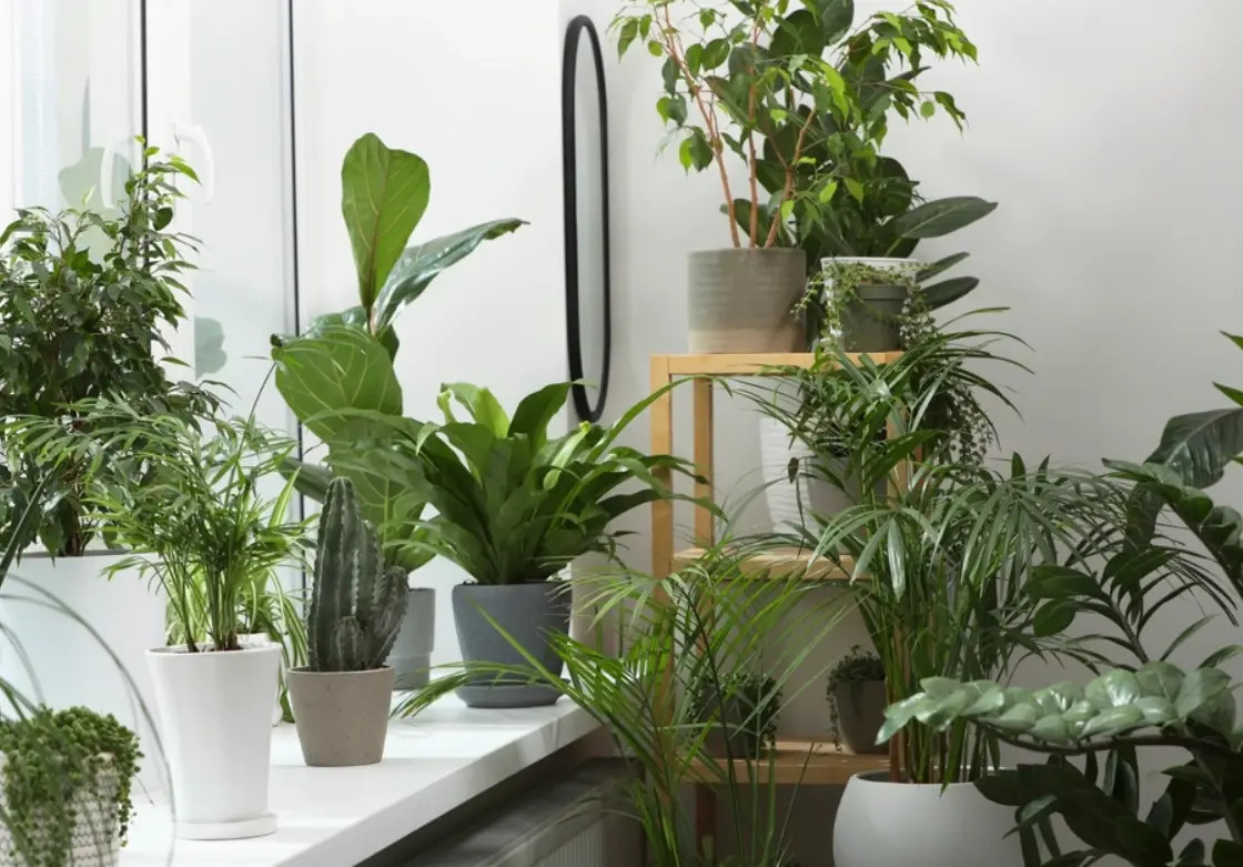 適合室內的植物 適合室內的植物