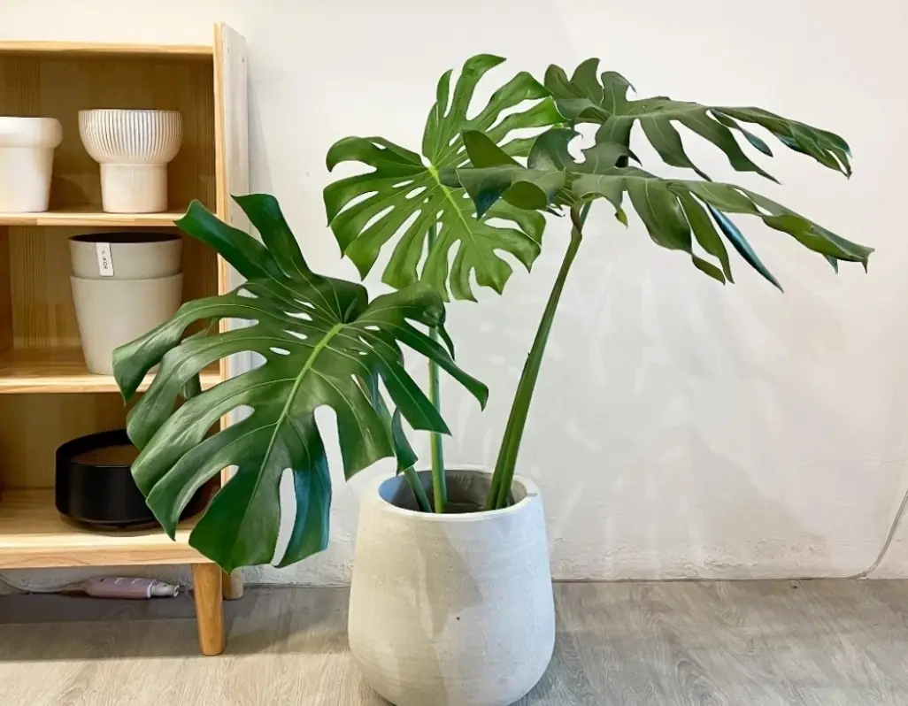 龜背芋照顧技巧